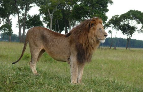 קניה: אריות זכרים שנצפו מקיימים יחסי מין "למדו מהתיירים ההומואים"